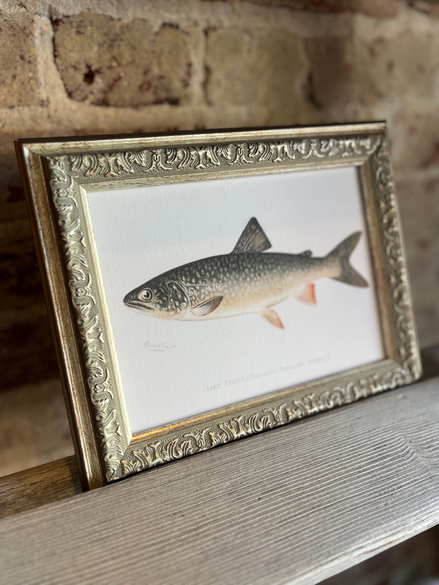 Lake Trout Framed Antique Art