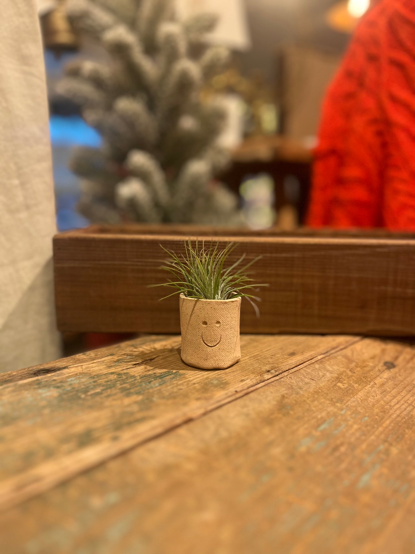 Smiling Air Plant Buddy- Live Plant
