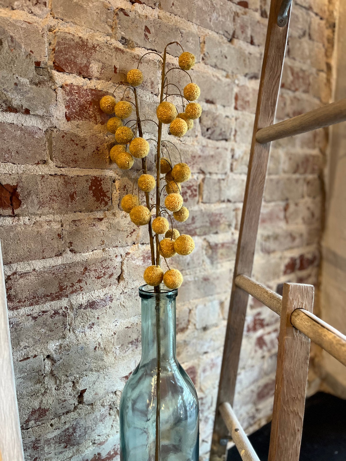 Billy Balls Stem