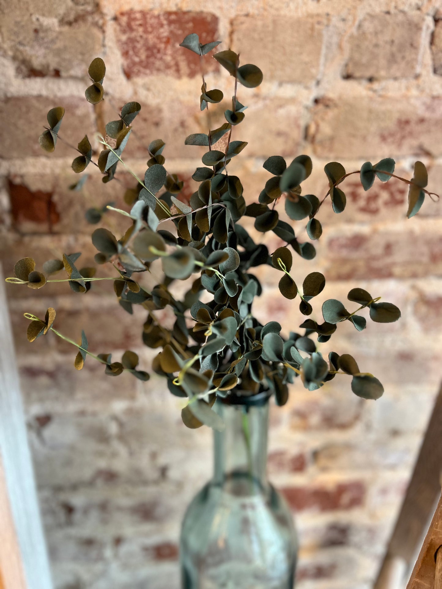 Eucalyptus Stem