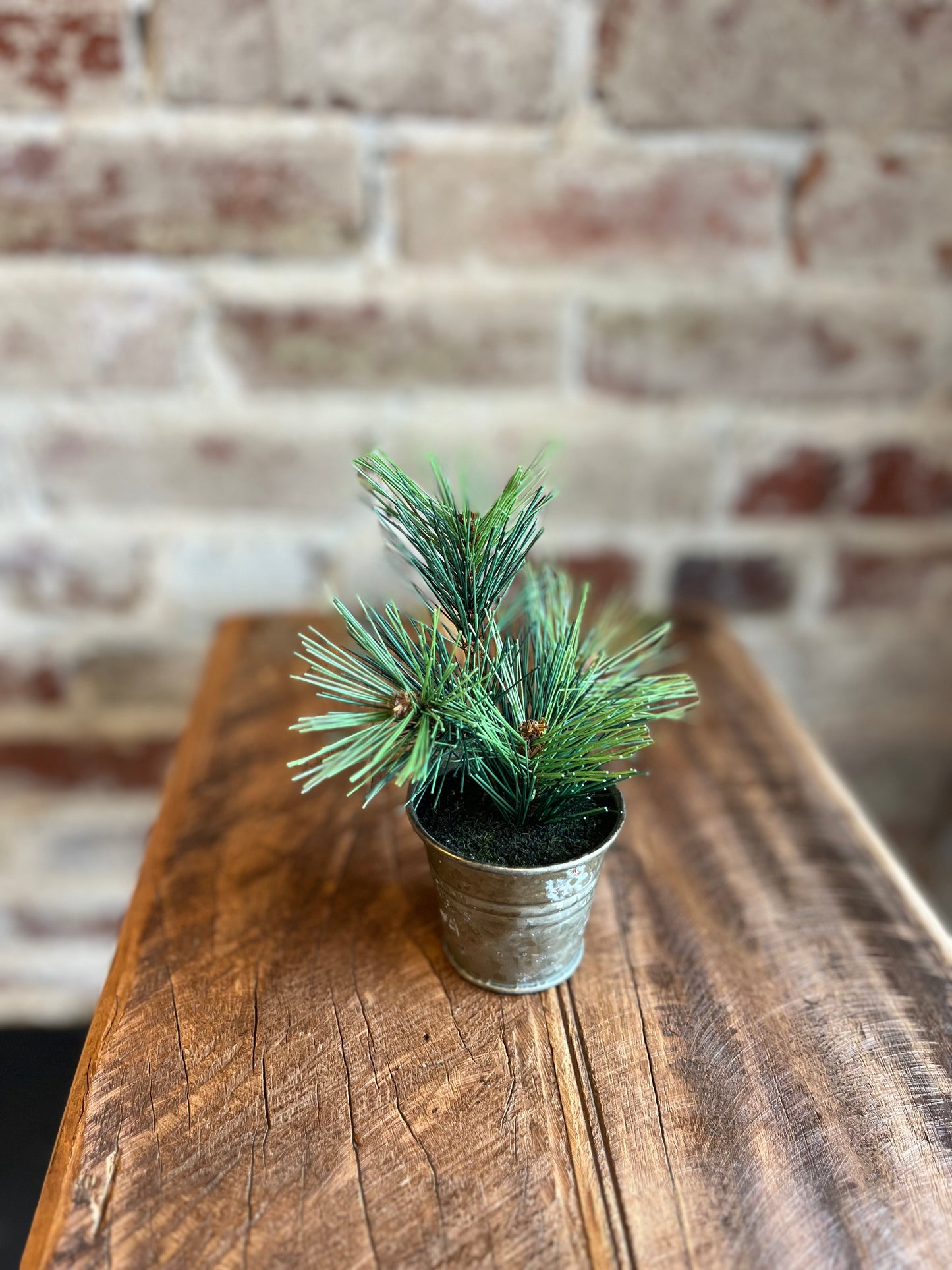 Mini Potted Pine Tree