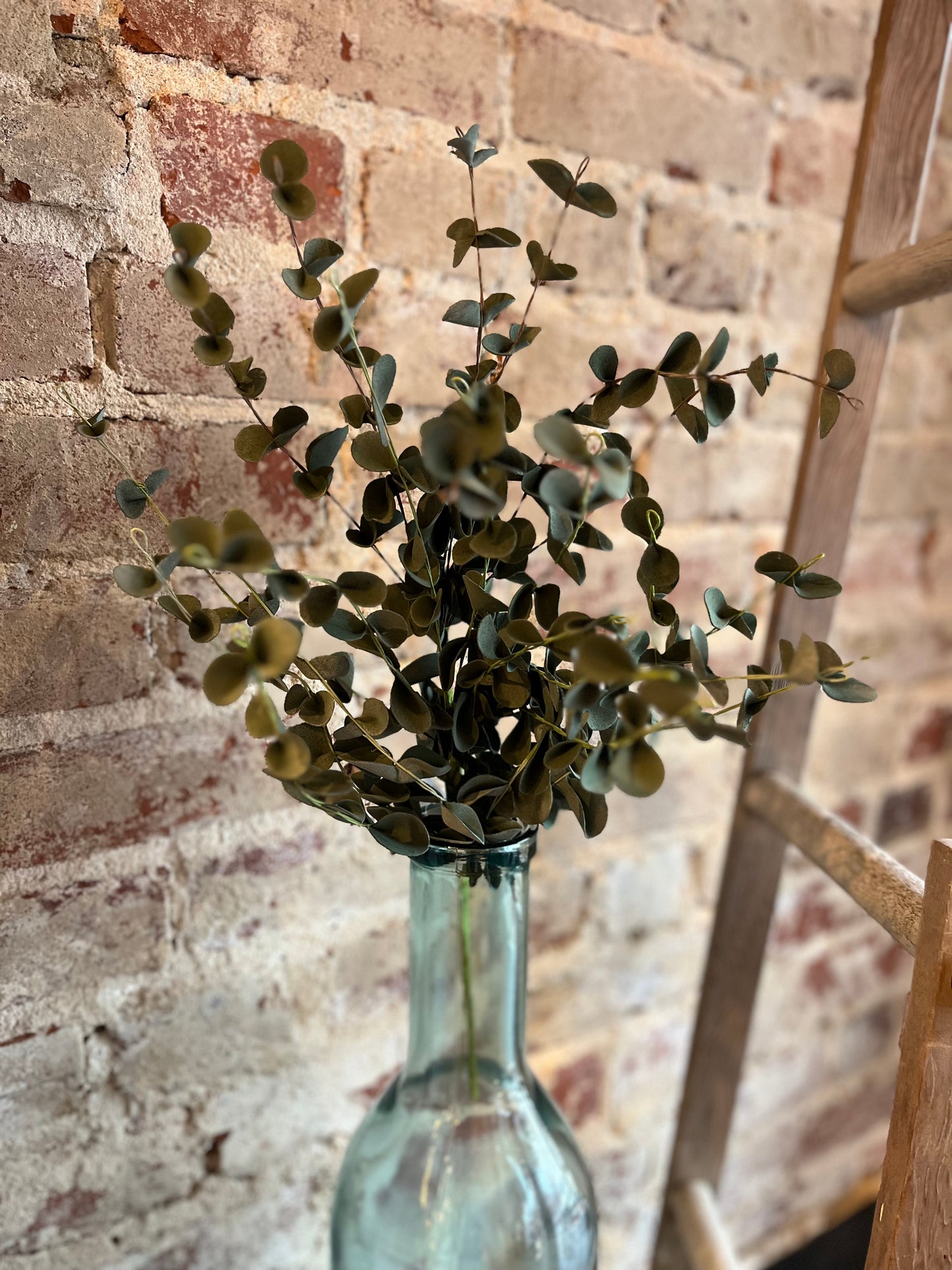 Eucalyptus Stem