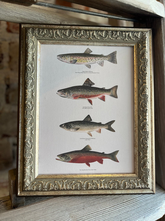 Vintage Trout Framed Antique Art