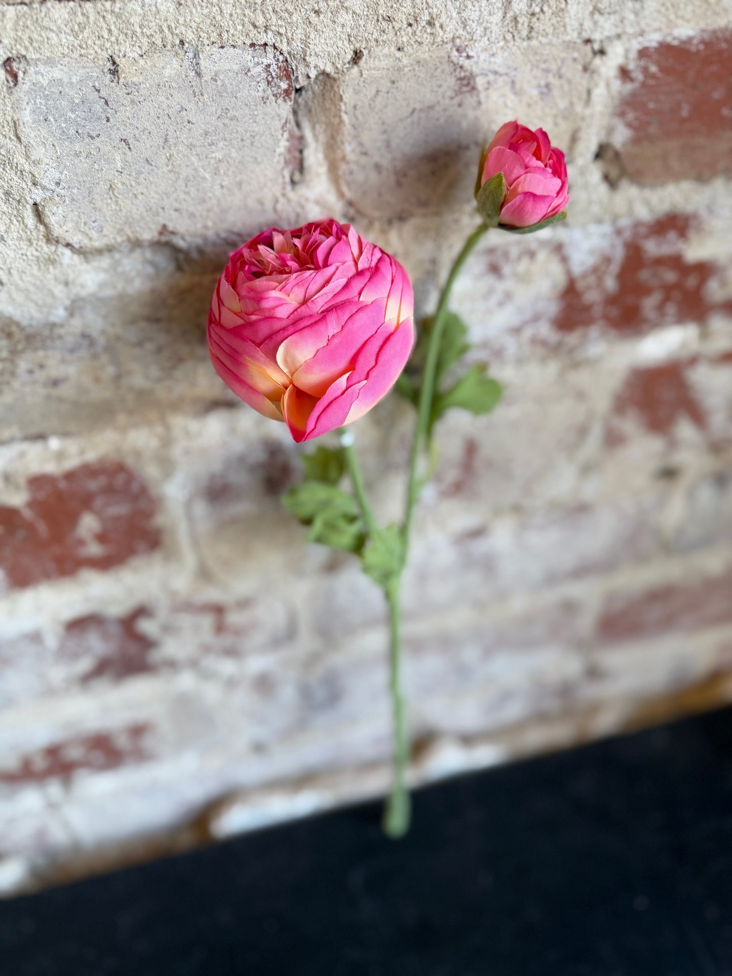 Pink Ranunculus Flower Stem