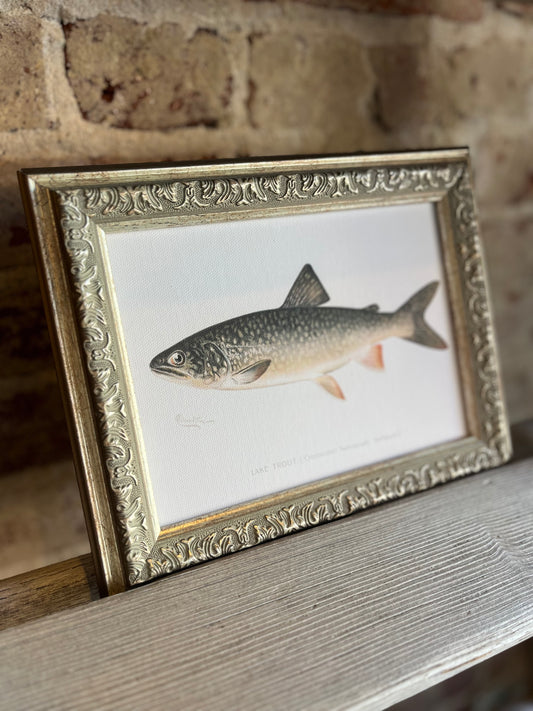 Lake Trout Framed Antique Art