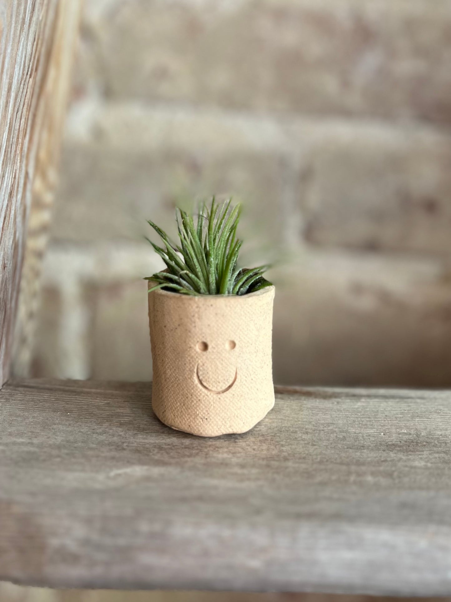 Smiling Air Plant Buddy- Live Plant