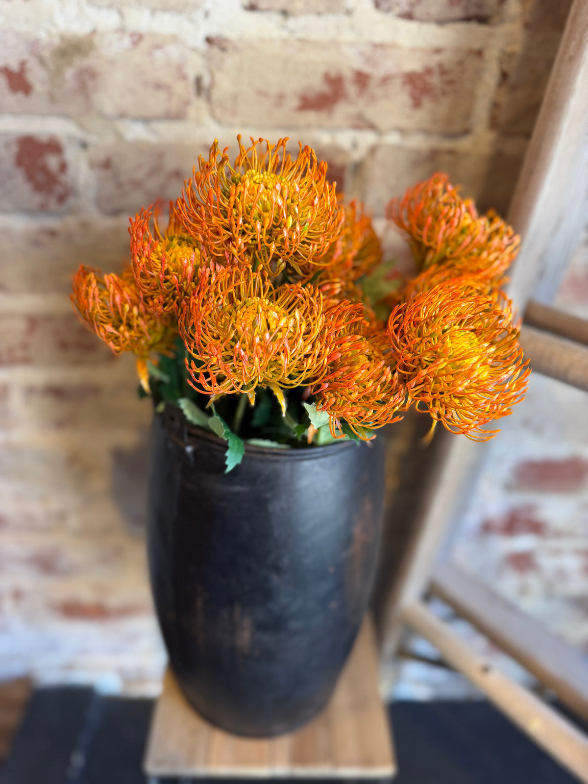 Orange Pin Cushion Protea Bunch