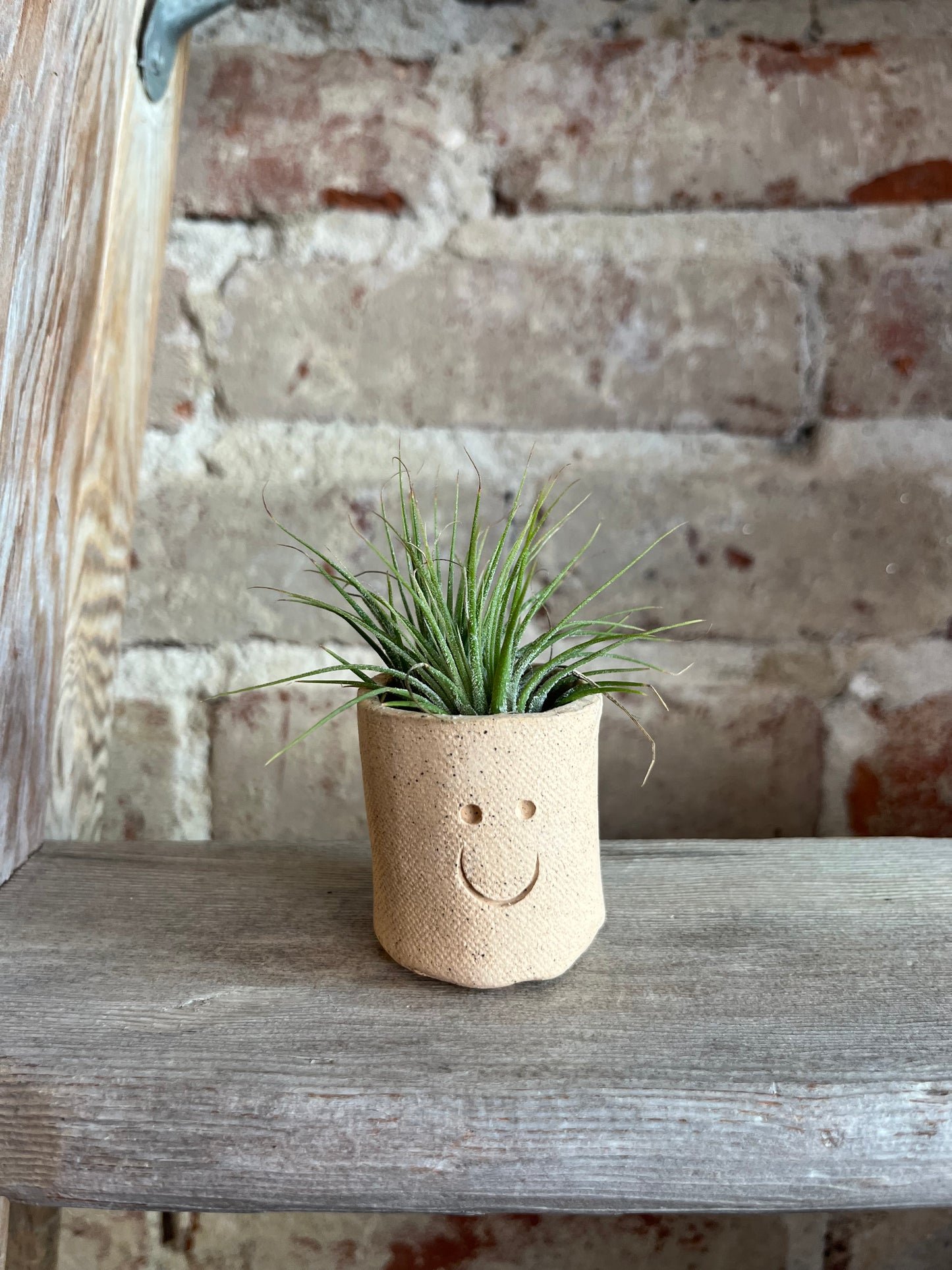 Smiling Air Plant Buddy- Live Plant