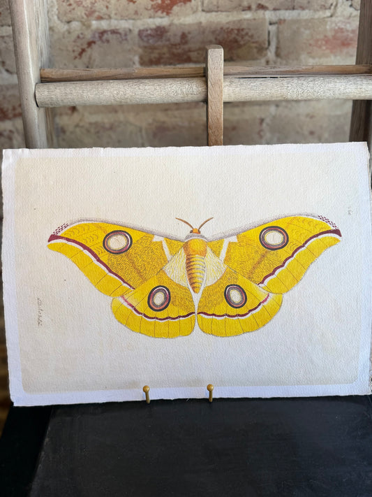 Yellow Moth Paper Print