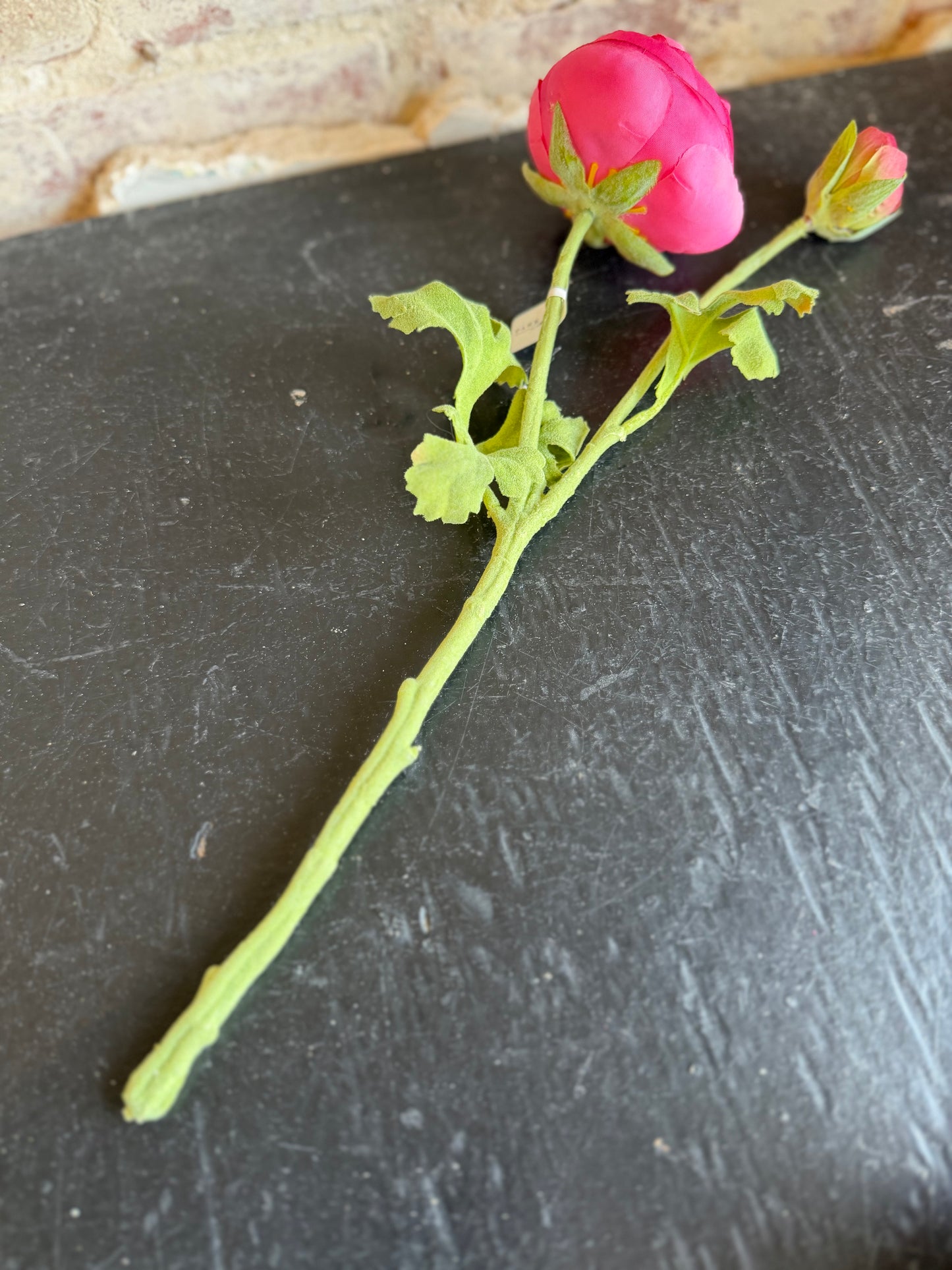 Pink Ranunculus Flower Stem