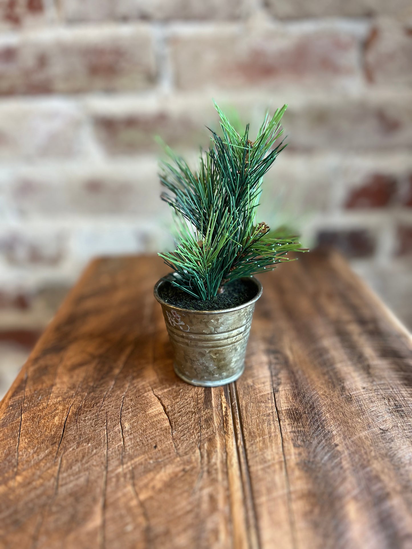 Mini Potted Pine Tree