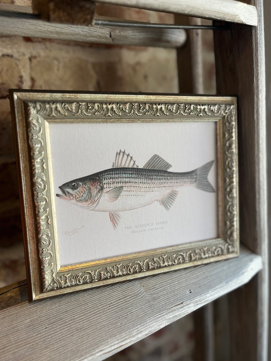 Striped Bass Framed Antique Art
