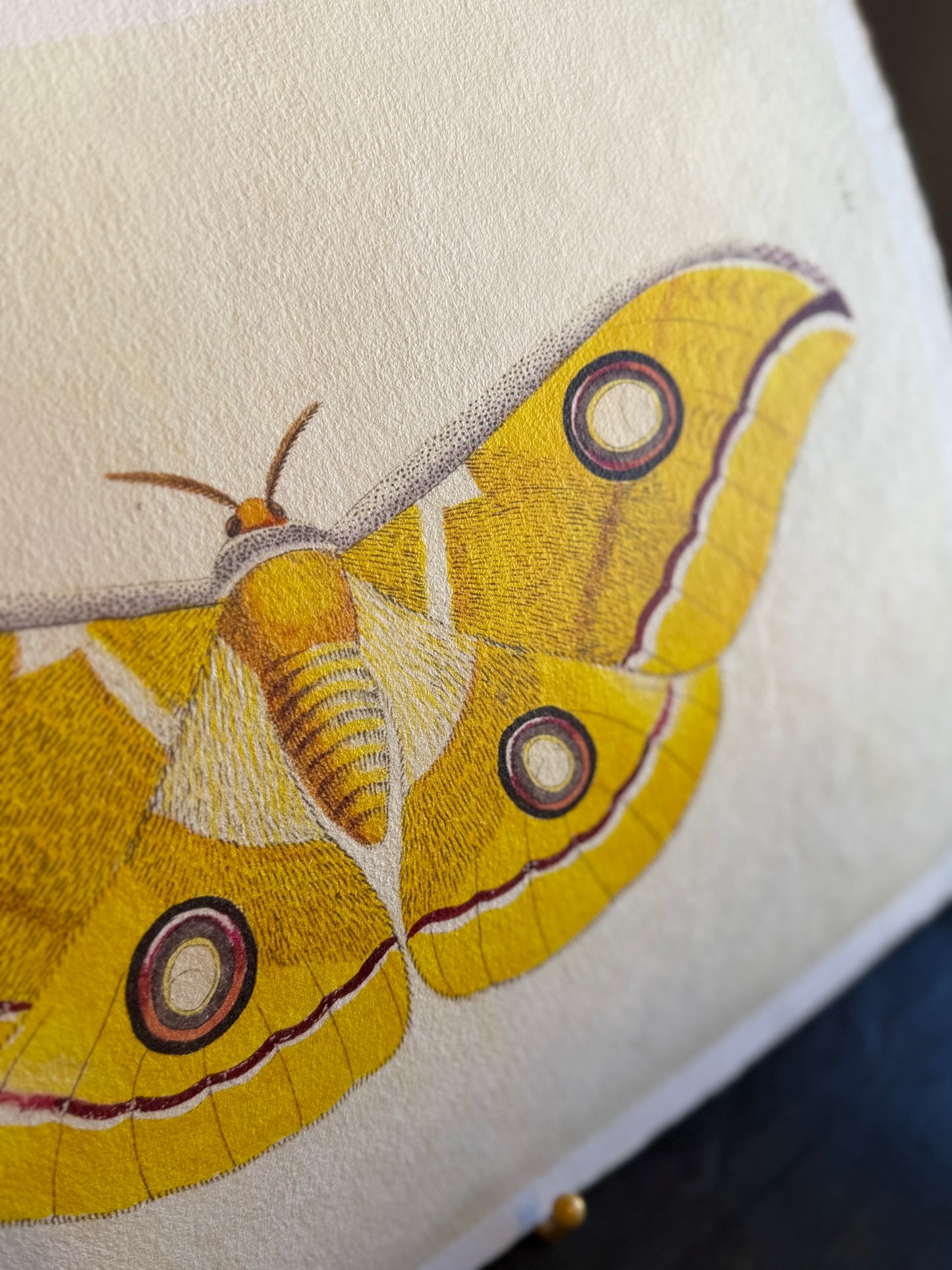 Yellow Moth Paper Print
