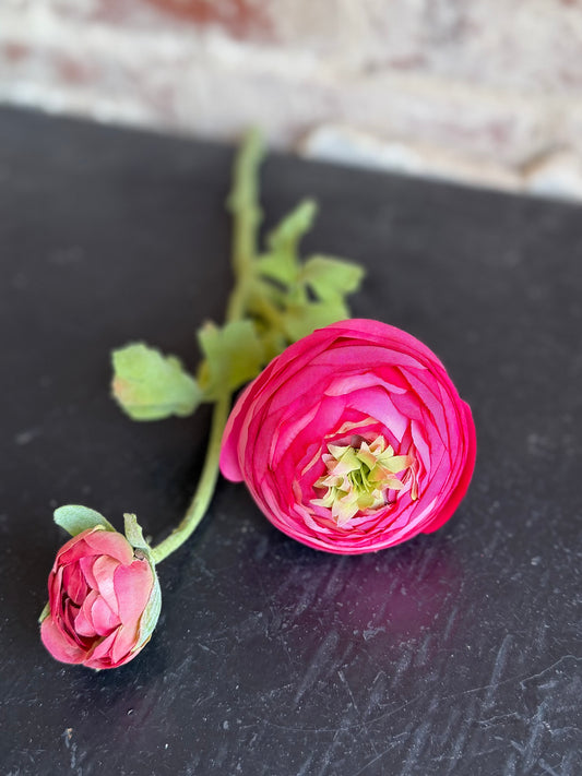 Pink Ranunculus Flower Stem