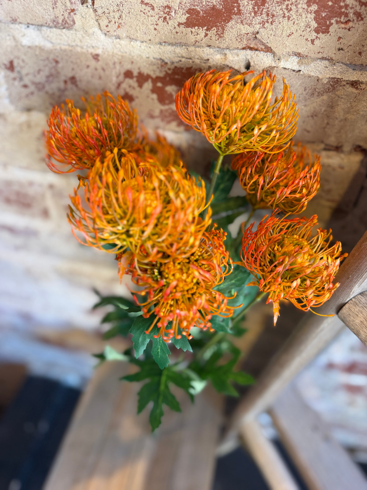 Orange Pin Cushion Protea Bunch