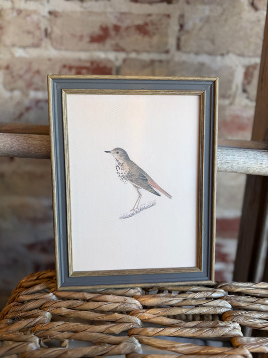 Bird Framed Antique Art