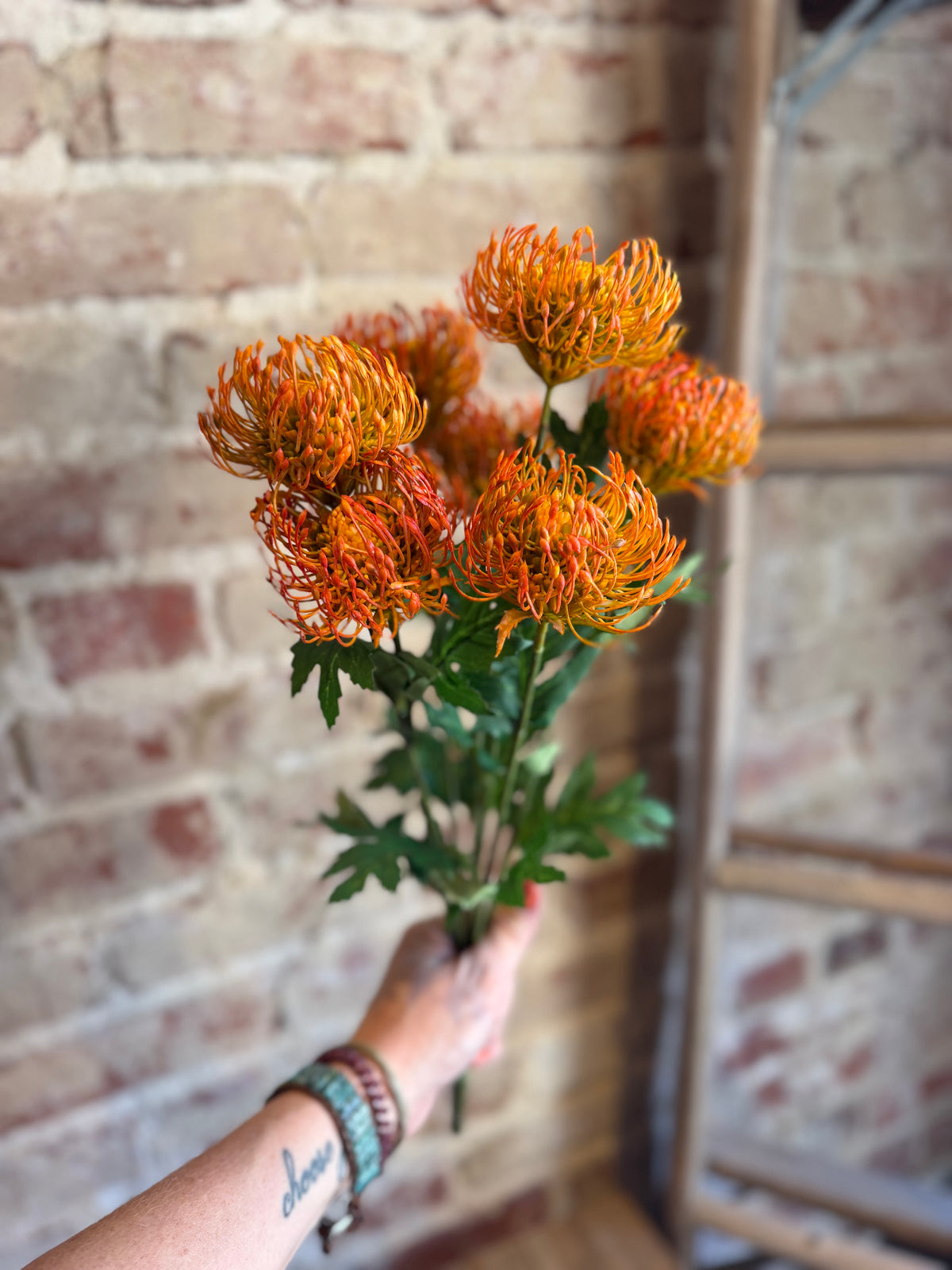 Orange Pin Cushion Protea Bunch