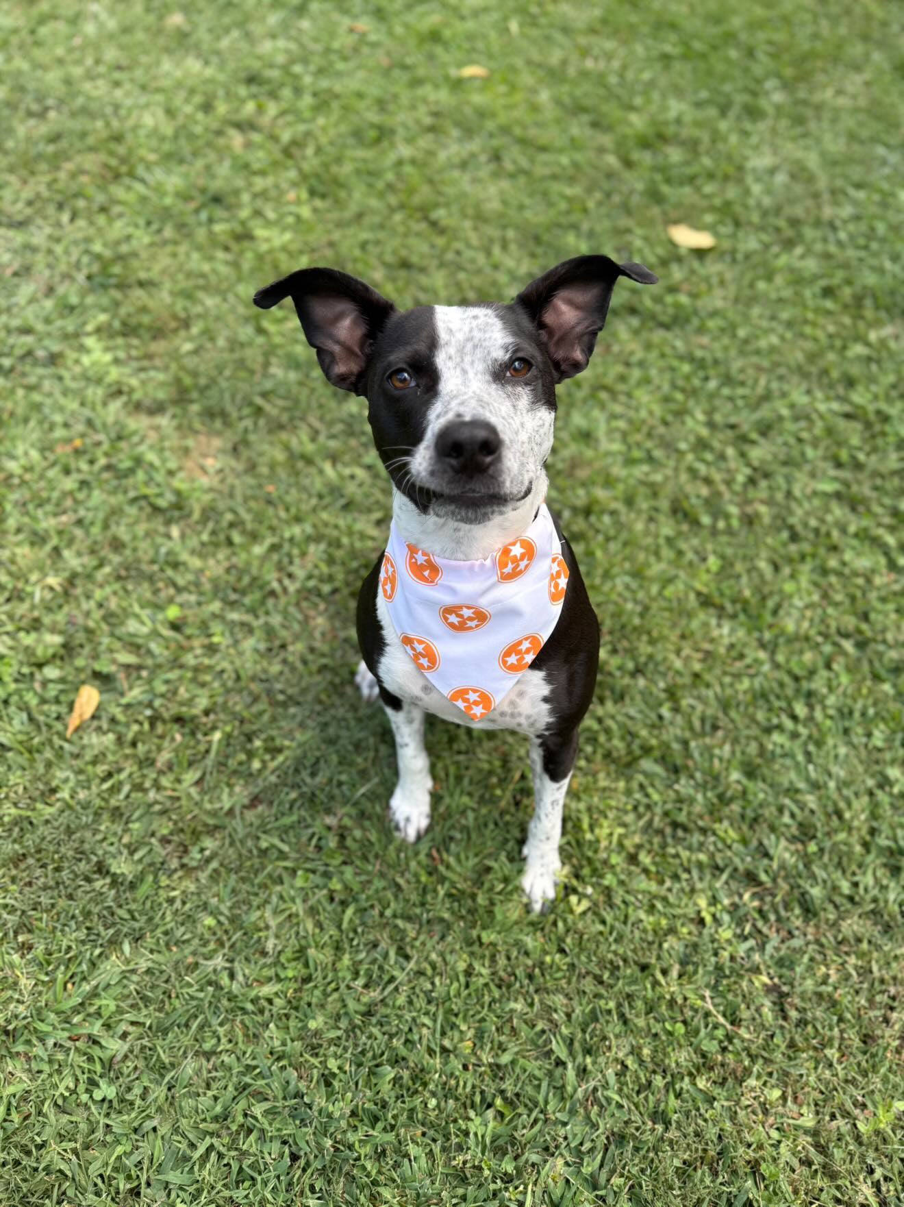 Tri Star Collar Bandana- White/Orange